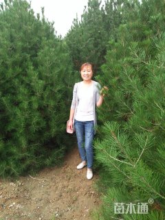 高度350厘米白皮松