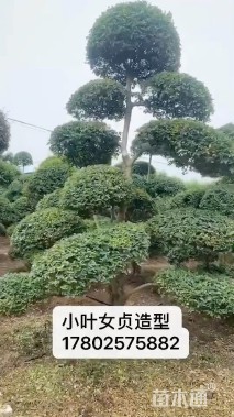 4公分造型小叶女贞