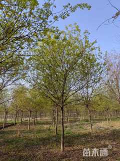 14公分朴树