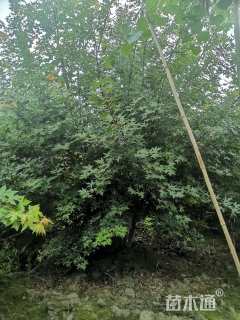 高度400厘米丛生元宝枫