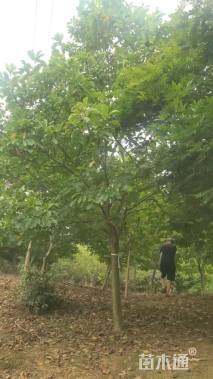 15公分二乔玉兰