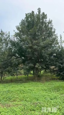 高度750厘米丛生三角枫