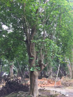 高度1400厘米红花紫薇