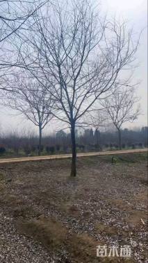 20公分朴树
