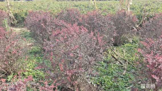 冠幅100厘米紫叶小檗球