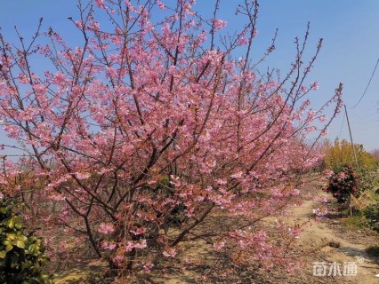 12公分广州樱花