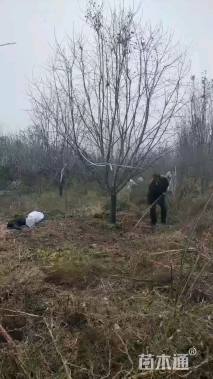 10公分垂丝海棠