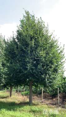 14公分欧洲小叶椴