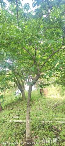 高度450厘米蜡梅