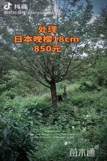 18公分日本晚樱