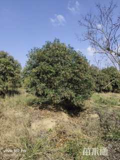 高度600厘米丛生大叶女贞