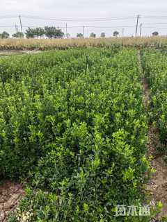 高度40厘米大叶黄杨