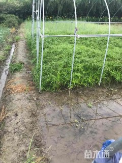 高度30厘米旱伞草