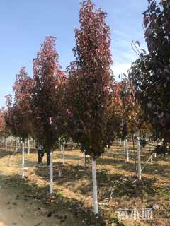 10公分彩叶豆梨