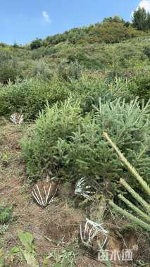 高度355厘米云杉