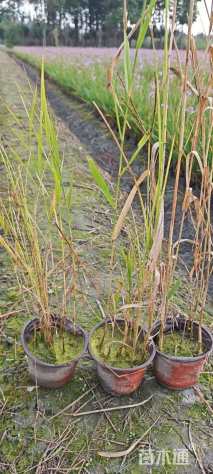 高度10厘米芦苇
