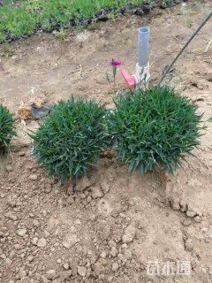 高度20厘米欧石竹