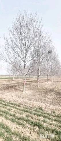 14公分美国红枫