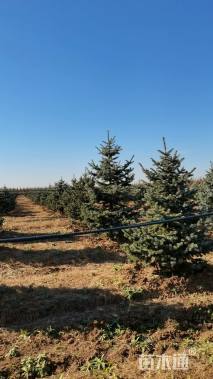 高度200厘米美国蓝杉