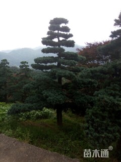 20公分造型五针松