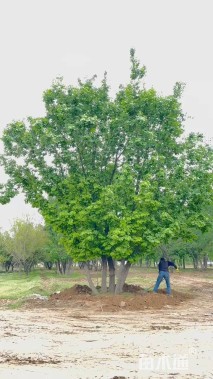 高度600厘米丛生蒙古栎