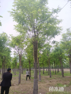 18公分红花洋槐