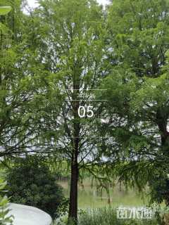 30公分墨西哥落羽杉