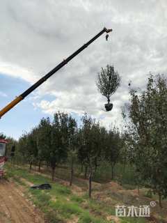 12公分八棱海棠