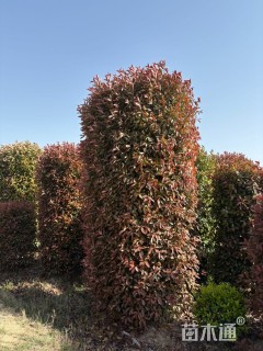 高度250厘米红叶石楠柱