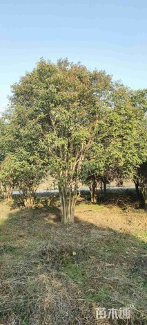 高度600厘米丛生大叶女贞