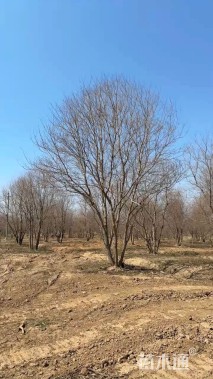 10公分(4杆)丛生乌桕