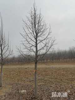 10公分欧洲小叶椴