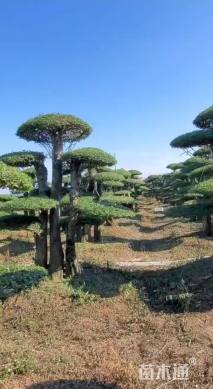 28公分对节白蜡