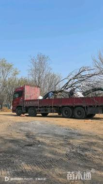 15公分丛生朴树