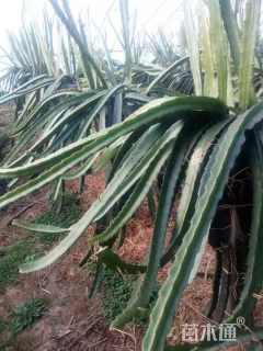 高度35厘米火龙果