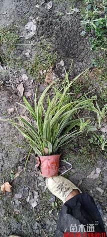 高度30厘米金边吊兰