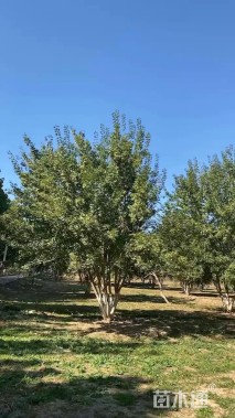 高度500厘米丛生元宝枫