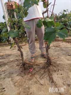 地栽苗葡萄
