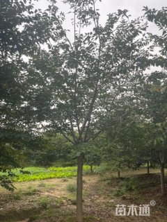 10公分高杆早樱