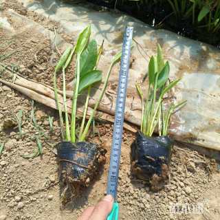 高度30厘米泽泻