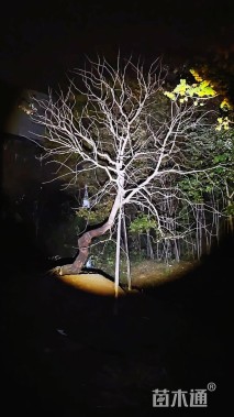 32公分造型乌桕