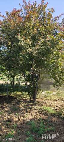 高度500厘米丛生海棠