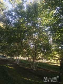 高度800厘米丛生五角枫