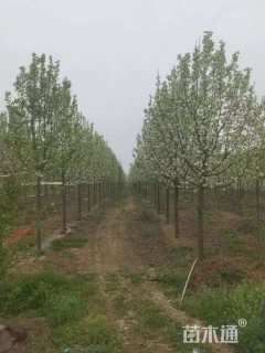 10公分彩叶豆梨