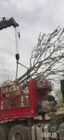 60公分(5杆)丛生朴树