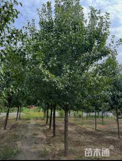 15公分彩叶豆梨