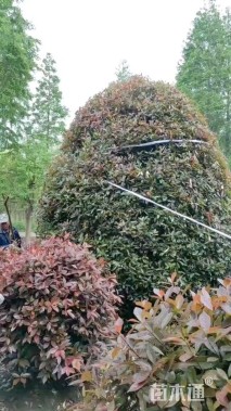 冠幅400厘米红叶石楠球