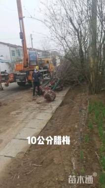 高度400厘米蜡梅