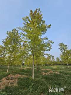 20公分北美红枫