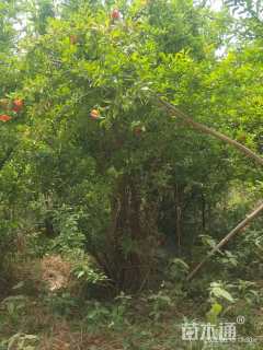 高度450厘米石榴